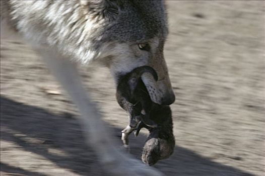 大灰狼,狼,母亲,幼仔,嘴,明尼苏达