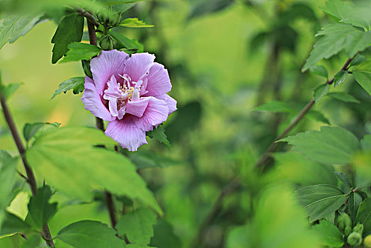 木槿花开