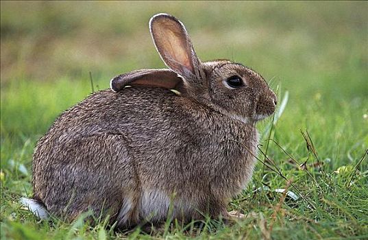 兔子,兔豚鼠属,哺乳动物,啮齿类动物,荷兰,欧洲,动物