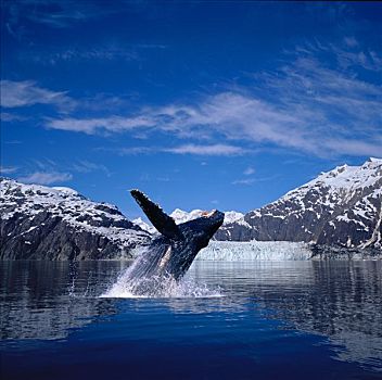 数码,鲸跃,驼背鲸,冰河,景色,合成效果