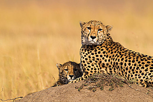 猎豹,猎豹猎豹,妈妈,半成长,说谎,白蚁土墩,马赛玛拉国家保护区,肯尼亚,非洲