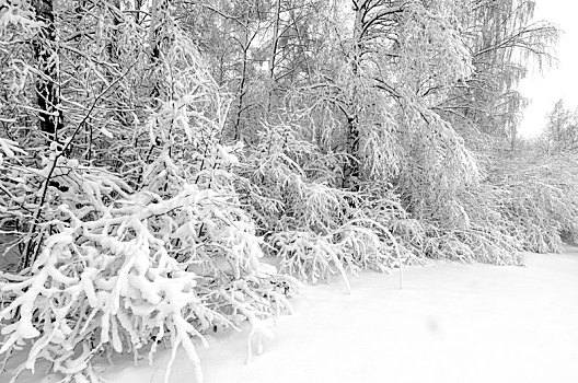 冬天,雪,树,风暴