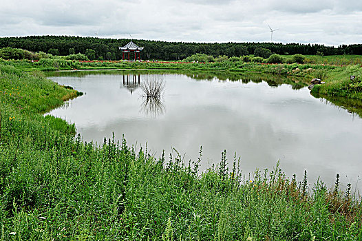 河北承德塞罕坝国家森林公园夏日美景