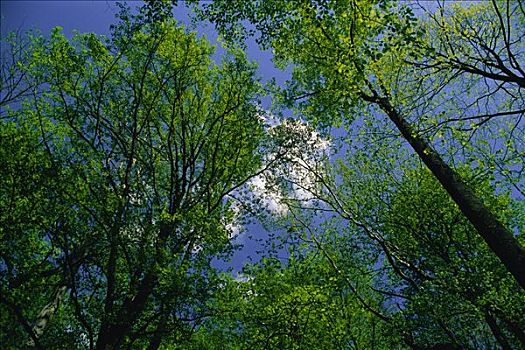 仰视,树,天空,大烟山国家公园,田纳西,美国