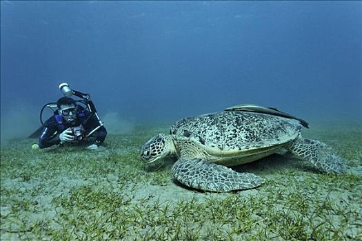 水下,摄影师,拍照,绿海龟,龟类,红海,埃及,非洲