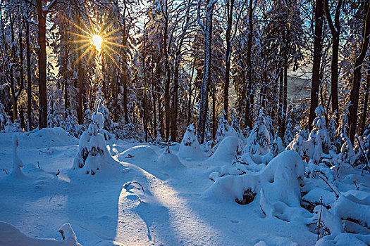 积雪,冬日树林,日出,格罗塞尔,法兰克福,黑森州,德国