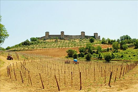 葡萄园,正面,堡垒,蒙特利格奥尼,锡耶纳省,托斯卡纳,意大利