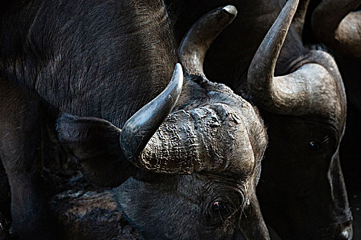 非洲水牛,特写,查沃,肯尼亚,非洲