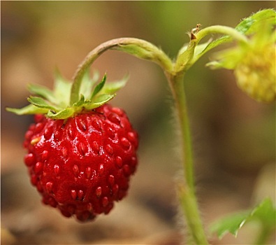 野草莓