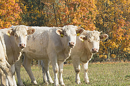 三个,白色,母牛,站立,草场