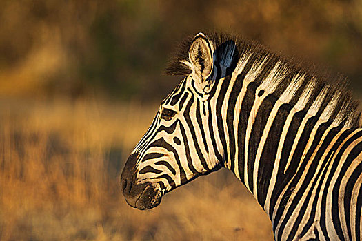 白氏斑马,马,斑马,特写,奥卡万戈三角洲,莫雷米禁猎区,博茨瓦纳,非洲