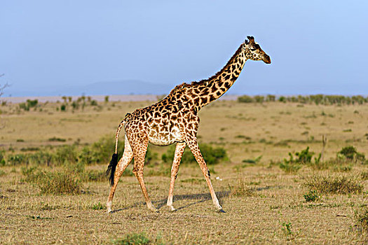 马赛长颈鹿,长颈鹿,小动物,马赛马拉国家保护区,肯尼亚,非洲