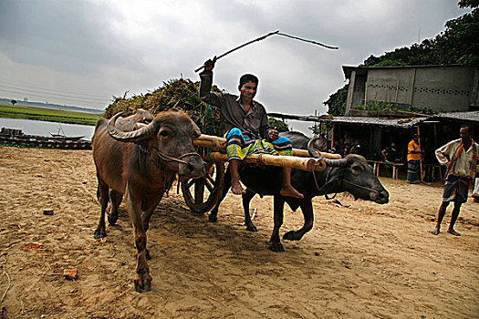农民,作物,水牛,手推车,达卡,孟加拉,四月,2008年