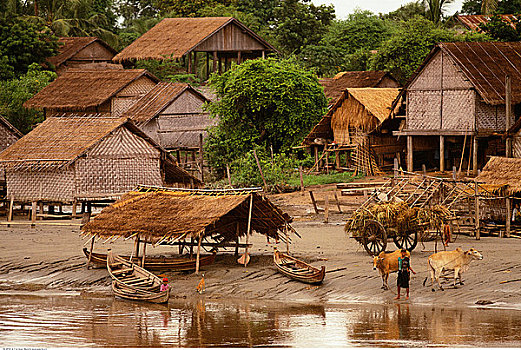 建筑,船,人,牛,伊洛瓦底江,曼德勒,缅甸