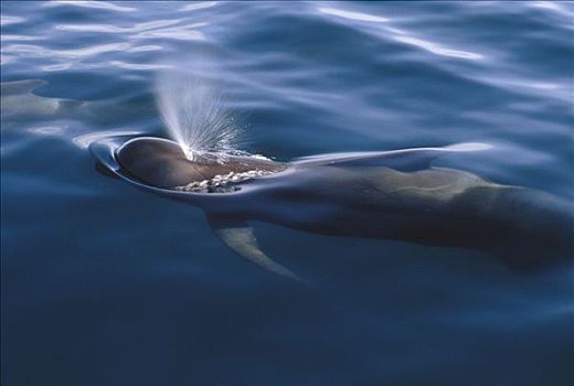 大吻巨头鲸,短肢领航鲸,成年,喷涌,水边,表面,科特兹海,北下加利福尼亚州