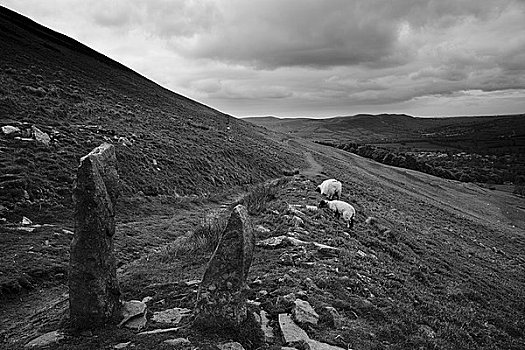 英格兰,德贝郡,希望,两只,羊,放牧,靠近,小路,山坡,山谷,峰区国家公园