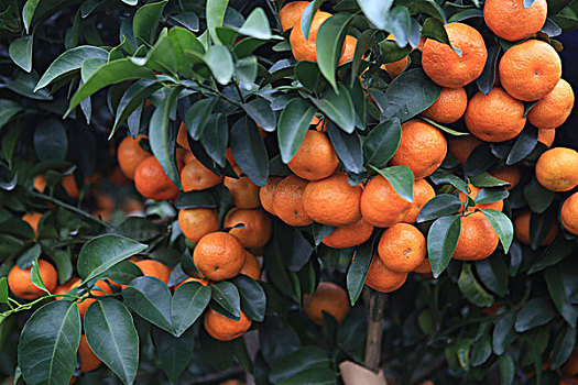柑橘丰收