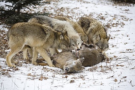 大灰狼,吃,鹿,畜体