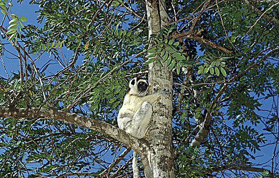 马达加斯加狐猴,维氏冕狐猴,树上,马达加斯加