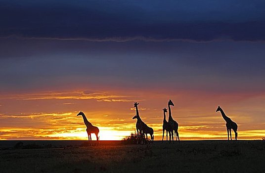 马萨伊,长颈鹿,马赛长颈鹿,日落,肯尼亚