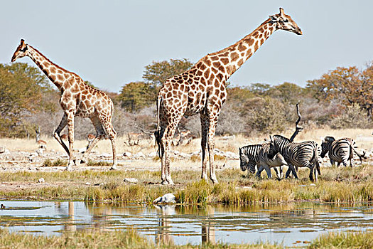 安哥拉,长颈鹿,白氏斑马,马,斑马,站立,草地,靠近,水潭