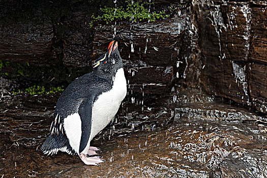 凤冠企鹅,喝,淡水,淋浴,岛屿,福克兰群岛,南美