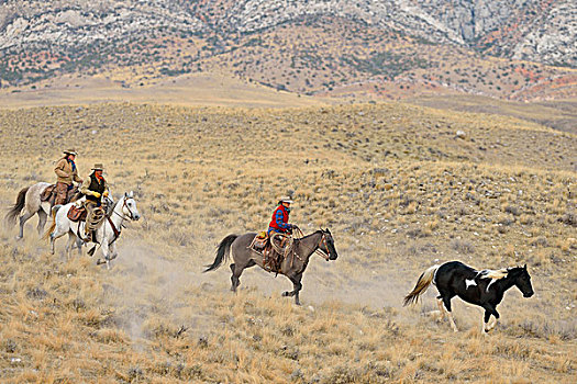牛仔,女牛仔,放牧,马,荒野,落基山脉,怀俄明,美国