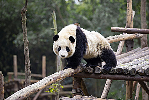 可爱,大熊猫,动物园