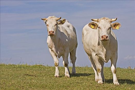两个,夏洛莱牛,母牛,站立,草地
