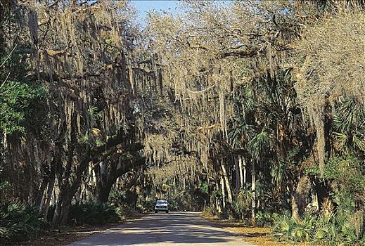 道路,汽车,棕榈树,树,遮盖,松萝凤梨,州立公园,佛罗里达,美国,北美