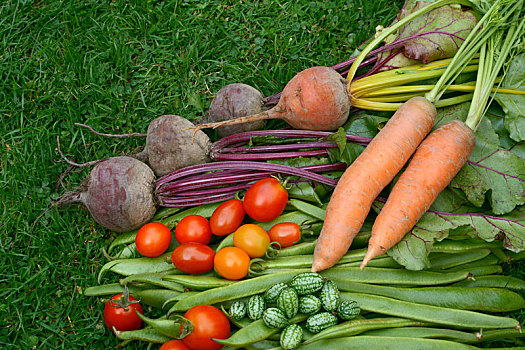蔬菜,新鲜,花园,草坪