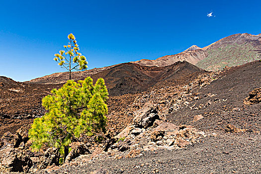 熔岩原,泰德山,世界遗产,泰德国家公园,特内里费岛,加纳利群岛