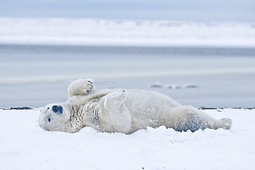 幼兽,北极熊,公猪,雪地,冰冻,向上,区域,北极圈,国家野生动植物保护区,阿拉斯加