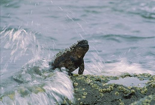 海鬣蜥,放牧,藻类,洗,退潮,圣克鲁斯岛,加拉帕戈斯群岛,厄瓜多尔