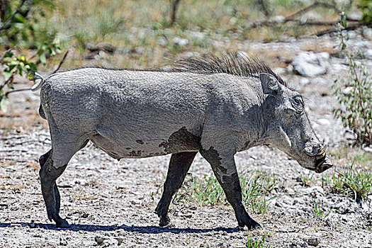 普通,疣猪,埃托沙国家公园,纳米比亚,非洲