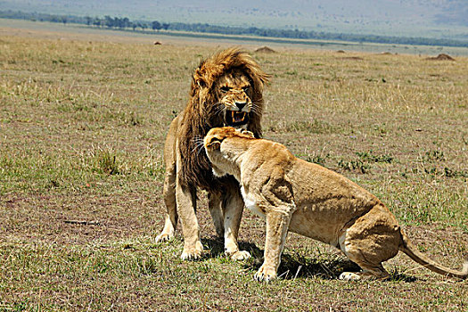 狮子,情侣