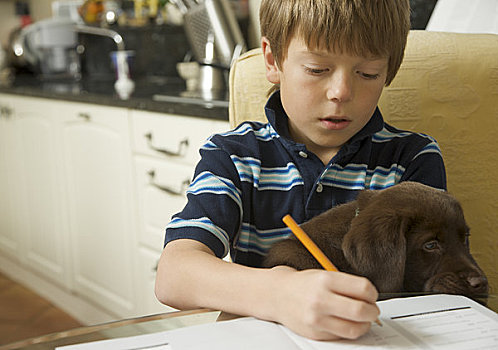 男孩,家庭作业,巧克力拉布拉多犬,小狗