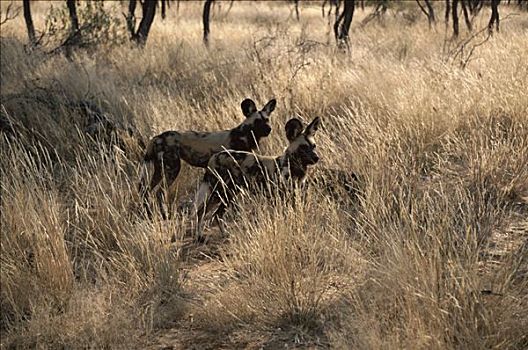 野狗,非洲猎犬,非洲野犬属,一对,纳米比亚