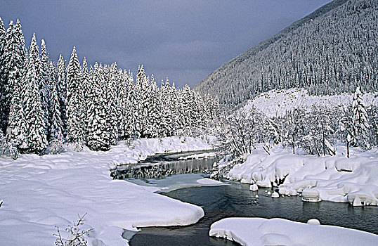 海狸,河,冰川国家公园,不列颠哥伦比亚省,加拿大