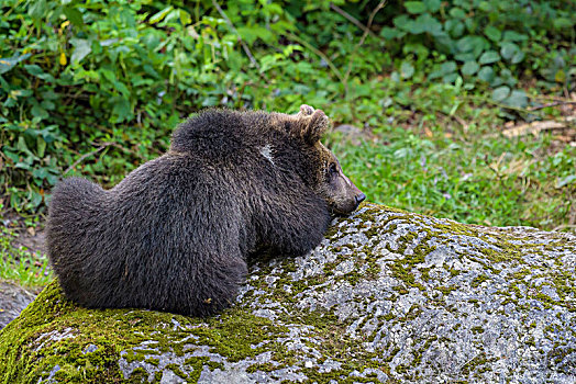 欧洲,棕熊,幼兽,躺着,石头,巴伐利亚,德国