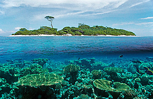 分开,图像,岛屿,珊瑚,热带,礁石,马尔代夫,印度洋,亚洲