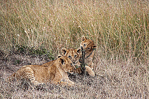 肯尼亚非洲大草原狮子-三只幼狮玩耍