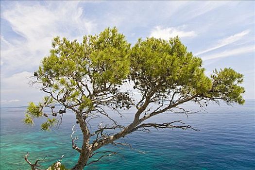 阿勒颇,松树,正面,海洋,达尔马提亚,克罗地亚