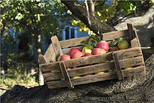 苹果,老,木质,板条箱,树上
