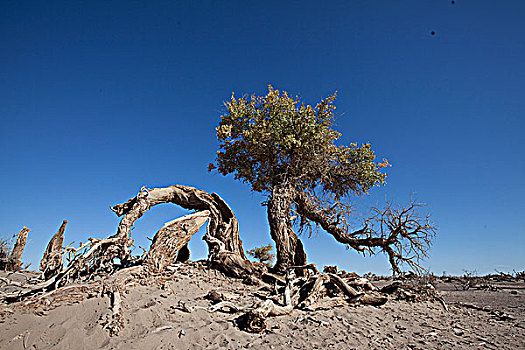 内蒙阿拉善额济纳旗沙漠里的胡杨树