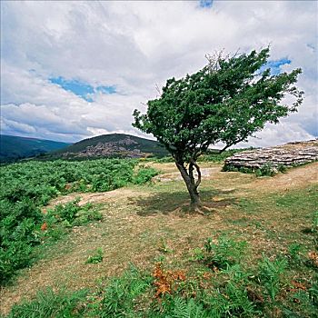 树,达特姆尔高原
