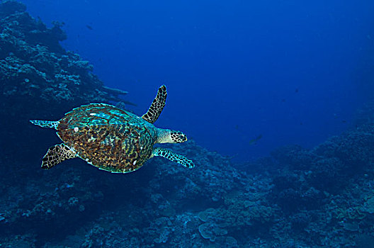 玳瑁,海龟,湾,巴布亚新几内亚