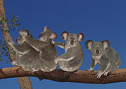 树袋熊,群,坐在树上,澳大利亚