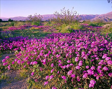 马鞭草属植物,安萨玻里哥沙漠州立公园,加利福尼亚