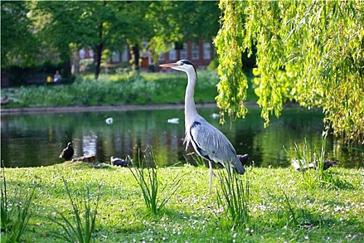 漂亮,苍鹭,伦敦,公园